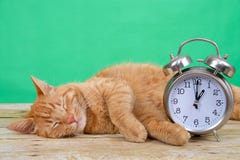 Оранжевый кот Tabby спать рядом с сбережениями дневного света будильника стоковые фотографии rf Оранжевый кот Tabby спать рядом с сбережениями дневного света будильника стоковые фотографии rf