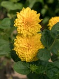Оранжевый цветок zinnia в саде лета Конец-вверх стоковая фотография Оранжевый цветок zinnia в саде лета Конец-вверх стоковая фотография