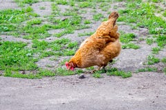 Оранжевый цыпленок на траве ищет еда Разводить poultr стоковое изображение Оранжевый цыпленок на траве ищет еда Разводить poultr стоковое изображение