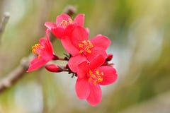 Орнаментальные завод яблока краба или как раз crabapple по мере того как это calone этих для обильной шипучки белого, розовой, ил стоковая фотография Орнаментальные завод яблока краба или как раз crabapple по мере того как это calone этих для обильной шипучки белого, розовой, ил стоковая фотография