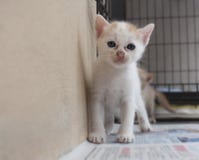дорога котенка бежит белизна стоковые изображения rf дорога котенка бежит белизна стоковые изображения rf