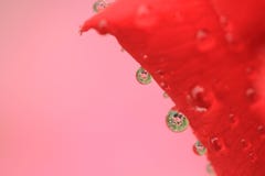 Орошает с отражением внутри на красной розе стоковые изображения Орошает с отражением внутри на красной розе стоковые изображения