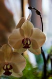 Орхидея стоимость работа стоковое фото Орхидея стоимость работа стоковое фото