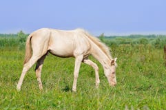 Осленок akhal-teke Perlino пася в поле стоковое изображение rf Осленок akhal-teke Perlino пася в поле стоковое изображение rf
