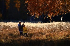 Осень цветка и березовой древесины Reed золотая стоковое фото Осень цветка и березовой древесины Reed золотая стоковое фото