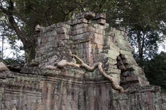 Остатки башни над восточным входом с деревом spung укореняют на виске Preah Khan двенадцатого века стоковая фотография rf Остатки башни над восточным входом с деревом spung укореняют на виске Preah Khan двенадцатого века стоковая фотография rf