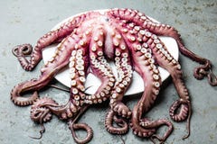 Осьминог морепродуктов Весь свежий сырцовый осьминог на серой предпосылке шифера, взгляд сверху стоковые изображения rf Осьминог морепродуктов Весь свежий сырцовый осьминог на серой предпосылке шифера, взгляд сверху стоковые изображения rf