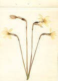 Отжатые и высушенные daffodils Винтажная предпосылка гербария на старой бумаге стоковые изображения Отжатые и высушенные daffodils Винтажная предпосылка гербария на старой бумаге стоковые изображения