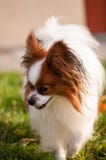 Относят собака papillon идя на траву стоковая фотография rf Относят собака papillon идя на траву стоковая фотография rf