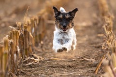 Отрежьте Джек doggy Рассела участвует в гонке над кукурузным полем в осени стоковое фото Отрежьте Джек doggy Рассела участвует в гонке над кукурузным полем в осени стоковое фото