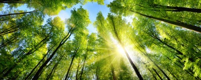 Очаровательная солнечность на зеленых treetops стоковое изображение rf Очаровательная солнечность на зеленых treetops стоковое изображение rf