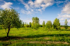Очень красивый ландшафт лета Дерево в поле с темным облаком Стоковые Фото Очень красивый ландшафт лета Дерево в поле с темным облаком Стоковые Фото