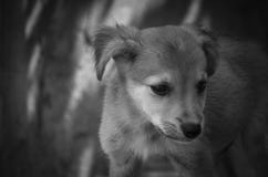 Очень милый маленький щенок : monochrome стоковое фото Очень милый маленький щенок : monochrome стоковое фото