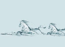 лошади вода 2 иллюстрация штока лошади вода 2 иллюстрация штока