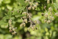 Плодоовощ южной ежевики Highbush неполовозрелый стоковое изображение Плодоовощ южной ежевики Highbush неполовозрелый стоковое изображение