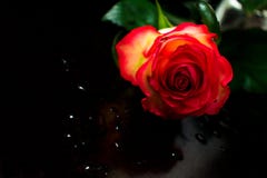Падения одной красной розы и воды стоковая фотография Падения одной красной розы и воды стоковая фотография