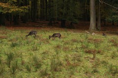 Пакет оленей Sika в forrest стоковое изображение rf Пакет оленей Sika в forrest стоковое изображение rf