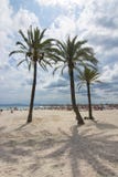 Пальмы на Alcudia приставают к берегу, Мальорка, Балеарские острова, Испания стоковые фотографии rf Пальмы на Alcudia приставают к берегу, Мальорка, Балеарские острова, Испания стоковые фотографии rf