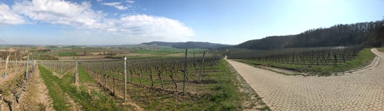 Панорама виноградника в Баварии в предыдущей весне стоковая фотография Панорама виноградника в Баварии в предыдущей весне стоковая фотография