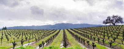 Панорамный вид виноградника в долине Sonoma в начале весны, Калифорния стоковые изображения Панорамный вид виноградника в долине Sonoma в начале весны, Калифорния стоковые изображения