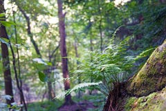 Папоротник растя от мшистого камня песка стоковые изображения Папоротник растя от мшистого камня песка стоковые изображения