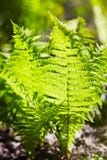 Папоротники Beautyful выходят зеленой листве естественная флористическая предпосылка папоротника в солнечный свет стоковое изображение rf Папоротники Beautyful выходят зеленой листве естественная флористическая предпосылка папоротника в солнечный свет стоковое изображение rf
