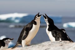 Пара одина другого приветствию antarcticus Pygoscelis пингвинов chinstrap с сопрягая дисплеем, Антарктикой стоковая фотография Пара одина другого приветствию antarcticus Pygoscelis пингвинов chinstrap с сопрягая дисплеем, Антарктикой стоковая фотография