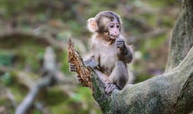 Парк Iwatayama обезьяны Arashiyama стоковые изображения rf Парк Iwatayama обезьяны Arashiyama стоковые изображения rf