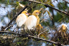 Пары птицы Egret сидя на бамбуковых кустах дерева стоковая фотография Пары птицы Egret сидя на бамбуковых кустах дерева стоковая фотография