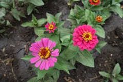 Пары розовых цветков Zinnia стоковые фото Пары розовых цветков Zinnia стоковые фото
