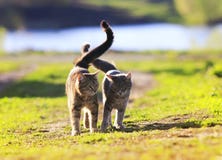 Пары любовников striped кот идя на зеленую траву рядом с Солнцем стоковая фотография Пары любовников striped кот идя на зеленую траву рядом с Солнцем стоковая фотография
