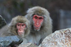 Пары японского Macaca Fuscata обезьян снега стоковые изображения Пары японского Macaca Fuscata обезьян снега стоковые изображения