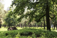 Пень дерева в ярком и зеленом coniferous лесе стоковое фото Пень дерева в ярком и зеленом coniferous лесе стоковое фото