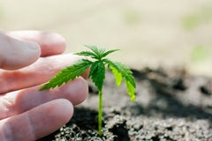 Пенька пускает ростии расти Фермеры засаживают саженец марихуаны Крупный план руки с саженцем конопли outdoors стоковые фотографии rf Пенька пускает ростии расти Фермеры засаживают саженец марихуаны Крупный план руки с саженцем конопли outdoors стоковые фотографии rf