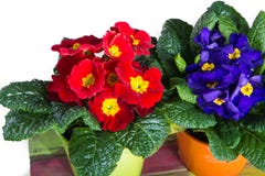 Первоцветы весны цветут, polyanthus primula в цветочном горшке стоковая фотография Первоцветы весны цветут, polyanthus primula в цветочном горшке стоковая фотография