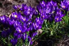 Первые голубые, пурпурные крокусы в саде стоковые фото Первые голубые, пурпурные крокусы в саде стоковые фото