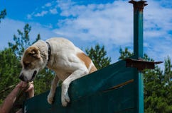 Первые победы владельца и собаки в преодолевать стену Средний подъем Alabai овчарки Alabay через очень высокое woode стоковое фото rf Первые победы владельца и собаки в преодолевать стену Средний подъем Alabai овчарки Alabay через очень высокое woode стоковое фото rf