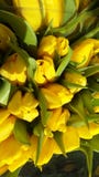 Первые тюльпаны которые выросли к первый день весны стоковое изображение Первые тюльпаны которые выросли к первый день весны стоковое изображение