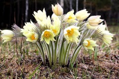 Первые цветки Желтые snowdrops в сибирском лесе стоковые изображения rf Первые цветки Желтые snowdrops в сибирском лесе стоковые изображения rf