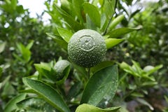 Персидское latifolia × цитруса известки стоковое изображение Персидское latifolia × цитруса известки стоковое изображение