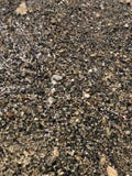 Пестротканый камешек на seashore в прозрачной воде стоковые фото Пестротканый камешек на seashore в прозрачной воде стоковые фото