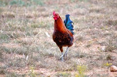 Петух игры красивого зрелого BR Брауна красного американский стоковые фото Петух игры красивого зрелого BR Брауна красного американский стоковые фото