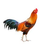Петух изолированный на белой предпосылке стоковые изображения Петух изолированный на белой предпосылке стоковые изображения
