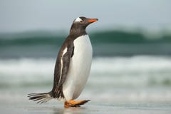 Пингвин Gentoo идя на песочный бечевник океана Стоковые Фото Пингвин Gentoo идя на песочный бечевник океана Стоковые Фото