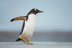 Пингвин Gentoo идя на песчаный пляж с крылами вверх Стоковая Фотография RF Пингвин Gentoo идя на песчаный пляж с крылами вверх Стоковая Фотография RF