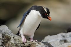 Пингвин Rockhopper, chrysocome хохлатого пингвина, в среду обитания природы утеса, черно-белая птица моря, остров морсого льва, Ф Стоковое фото RF Пингвин Rockhopper, chrysocome хохлатого пингвина, в среду обитания природы утеса, черно-белая птица моря, остров морсого льва, Ф Стоковое фото RF