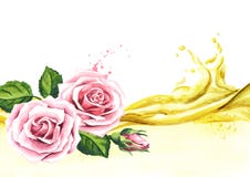 Пинк поднял волна цветка и эфирного масла aromatherapy спа Иллюстрация акварели нарисованная рукой, изолированная на белой предпо иллюстрация штока Пинк поднял волна цветка и эфирного масла aromatherapy спа Иллюстрация акварели нарисованная рукой, изолированная на белой предпо иллюстрация штока