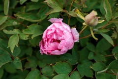Пион Itoh пинка гибридный, Paeonia Itoh в саде стоковые фото Пион Itoh пинка гибридный, Paeonia Itoh в саде стоковые фото