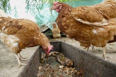Питание куриц на традиционном сельском скотном дворе Курица стоя в траве на сельском саде в сельской местности поднимающее вверх стоковые изображения rf Питание куриц на традиционном сельском скотном дворе Курица стоя в траве на сельском саде в сельской местности поднимающее вверх стоковые изображения rf