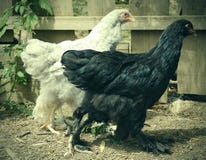 Питание куриц на традиционном сельском скотном дворе Курица стоя в траве на сельском саде в сельской местности поднимающее вверх стоковое фото rf Питание куриц на традиционном сельском скотном дворе Курица стоя в траве на сельском саде в сельской местности поднимающее вверх стоковое фото rf